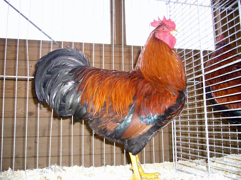 Kreisschau Coesfeld 2008 025.jpg - Welsumer rost-rebhuhnfarbig von Silke und Henrich Budde Preis HV  96 E